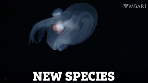 Ghostly deep-sea SLUG discovered by scientists with Venus fly trap mouth