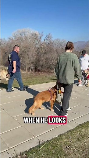 Aggression Desensitization Training | Real Behavior Rehab in Action | Unleashed K9 Dog Training