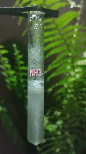 Ammonium chloride and Sodium hydroxide chemical reaction #term2 #shorts #youtubeshorts #experiment