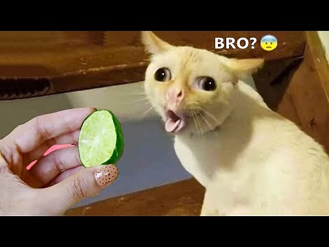 Funniest Animals - Best Of The 2021 Funny Animal Videos #94