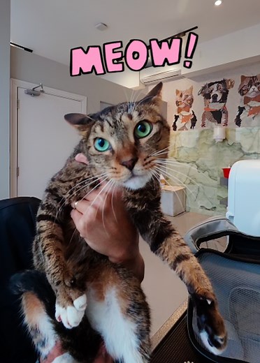 Minette's First Bath: A Cat's Hilarious Reaction