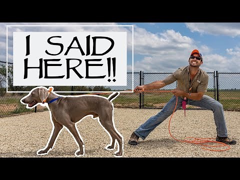 Teaching A Stubborn Dog To Come Guaranteed
