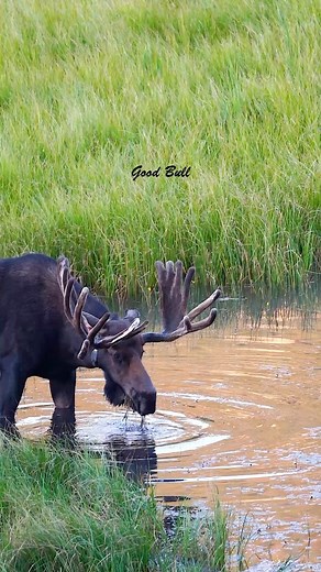 We’re often asked when on a tour why certain animals have ear tags or a radio collar. The answer is - it depends! GPS collars are used by wildlife professionals to track locations and population numbers. Ear tags are used to identify specific animals for research or to indicate that they’ve been tranquilized at some point - either because they were a trouble animal (think bear getting into a cabin) or because they needed help (think an elk getting wrapped up in fencing). www.goodbullguided.com #