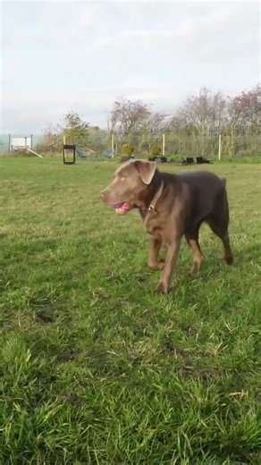 I want it caramelized