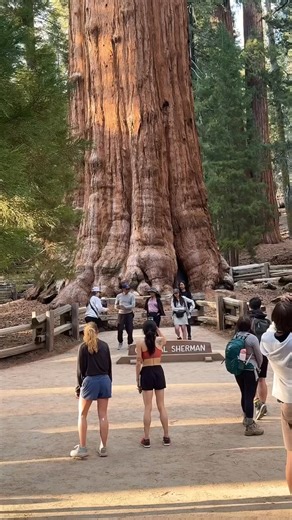 2.3K views · 87 reactions | The spectacular General Sherman tree in Sequoia National Park, California. The world’s largest tree.  | Art of Nature | Facebook
