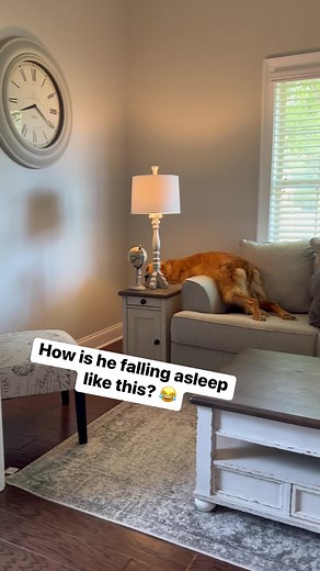 On Teddys episode of weird things Teddys doing… #goldenretriever #puppy #funny #dog #dogs | Aguyandagolden