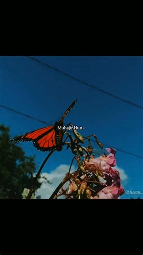 Bulleya Aesthetic Lyrics video | #AestheticLyrics #LyricsShort