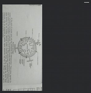 Nuclear envelope At the point of nuclear pore both the membrane... | Filo