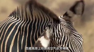 世界上号称交配时间最长的动物，交配时长23天，是我国独有的物种