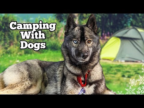 Taking the Dogs Camping For the FIRST Time!