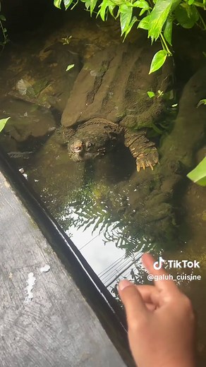 Mengenal Hewan Isogu dan Labi-Labi