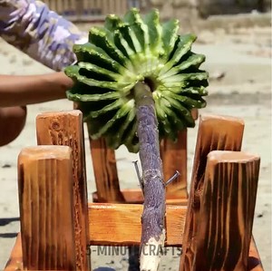 213K views · 875 reactions | Unusual cactus meals  Epic outdoor cooking hacks | 5-Minute Crafts Men | Facebook