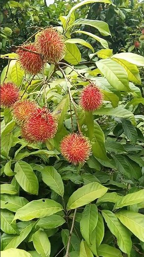 Rambutan in a tree