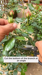 512K views · 3.3K reactions | Planting trees with recycled bottles #gardening #gardentools #gardeningtools #tool #tools #gardeningmakemehappy #handtools #cooltools #satisfying #gardeners #gardeninspiration #gardening #trees #tree #treesofinstagram #treestreestrees #treestagram #gardeningtips | Garden For Life | Facebook