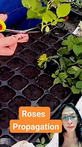 Matipid na teknik #reelsfacebook #roses #plantingtips #tips #tipsandtricks #gardening #gardeningtips #agriculture #highlights | LourdesMary Ann Farinas Guadiz