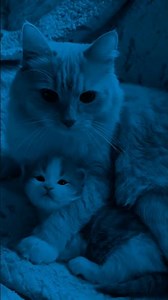 song: recollection - LXNYA #cat #kitten