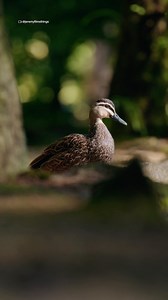 8.3K views · 488 reactions | What’s about to happen to native wildlife on Victoria’s wetlands is reckless and cruel. ￼ Our hearts break for the ducks who will suffer, but our resolve to fight for them is stronger than ever. ❤️‍啕 | Animals Australia | Facebook