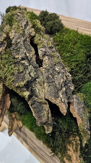 Mossy log model on A4 size panel 🌿 Part of a commissioned series of panels showcasing where moss is found in nature. #ohsummossum #heyshrubbery #moss #mosswall #biophilicdesign #mossart #mossinstallation #botanicalwall #preservedmoss #preservedplants #preservedmosswall #preservedmossframe #plantart #interiordesign #interiorarchitecture #interiordecor #architecture #terrariumdesign #terrariumlove #terrariummalaysia #mossmalaysia #terrariumkl #modelmaking #diorama | Ohsum Mossum