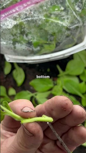 DIY Petunia cuttings Details 🌸✂️👀