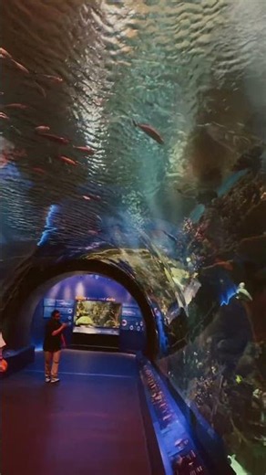 🌊 A Magical Day at the New York Aquarium