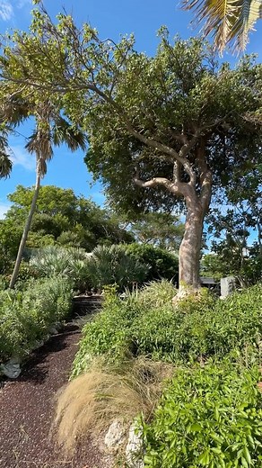 Welcome to the hidden gem that is known as the Key West Garden Club @keywestgardenclub 🌺 Located at the West Martello Tower, this tropical paradise by the sea is open to the public and admission is ✨free✨ Explore lush grounds surrounded by flowers, butterflies, and more plants than you can imagine. This is the perfect place to explore with the family, have a picnic lunch, or even a wedding. Send this to someone you could spend the day here with! #thingstodo #keywestflorida #vacationvibes #garde