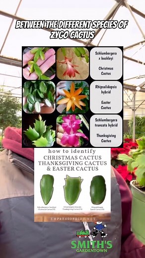 566 reactions · 93 shares | In the nursery trade the traditional Thanksgiving cactus is still being called Christmas cactus. . . #smithsgardentown #christmascactus #thanksgivingcactus #zygocactus #planttok #gardensuperstore #wichitafalls #shopsmall #shoplocal | Smith's Gardentown | Facebook