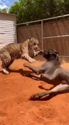 Leopard vs. Cane Corso & Rottweiler 😱 Real Fight! #shorts