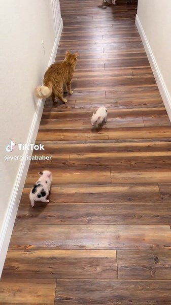 🏃💨 #piglet #minipig #minipigsoftiktok #fyp #foryoupage #foryourpage #babypig #babypigs #oink #juliana #piglets #fypシ #cheer