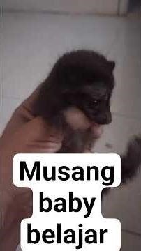 Musang Pandan Borneo belajar merayap dan bonding