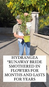 1.9K views · 47 reactions | Hydrangea “RUNAWAY BRIDE “ is a new...