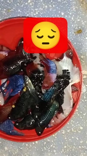 FISH நோய் வராமல் தடுக்க |betta and Guppy prevent from disease in tamil