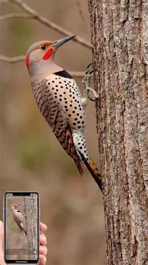 Northern flicker. #birdmaster #birds #tech #birdlives #bird #ornithology #nature #birdingparadise