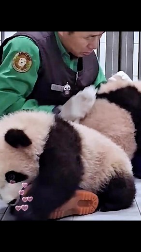 The happy life of grandpa and panda! | World Panda Reporters