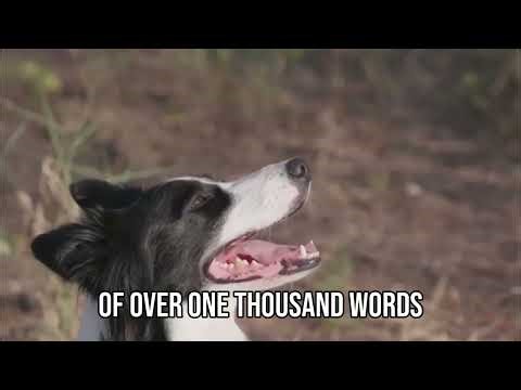 Dogs REALLY Understand Words! Brain Scans PROVE It! #shorts