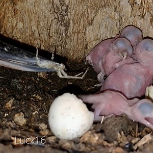 227K views · 2.7K reactions | Review bird life in nest, mother father bird and baby bird daily life E82 #birdlovers #babybird #motherbird #birdchirping #birdsounds #lifewithbirds #birdphotography #holiday #birdnest #nature #birdsofinstagram #birdlife #naturelover #reviewbirdnest #viralvideo #birdwatching #lifewithbirds #birds #wildlife | Luck16 | Facebook