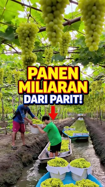 Thai Grape Farmers' Secret: Smart Trenching Techniques Bring Bountiful Results