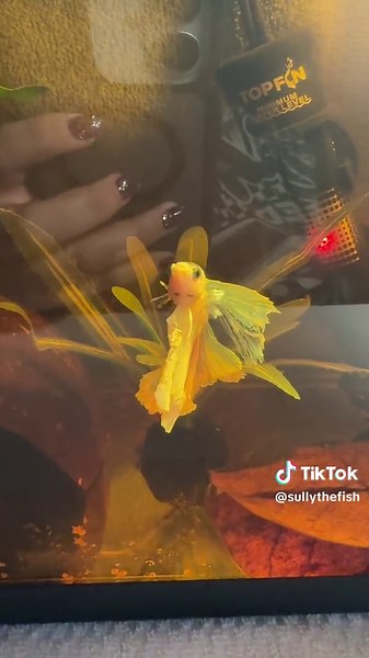 Sully's Recovery from Popeye: Treatment Update