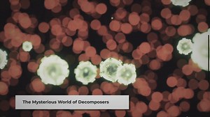 Examples of Decomposers in the Ocean Ecosystem: Vital Guardians of Balance