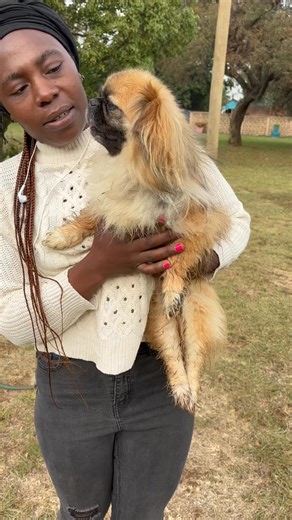 Exciting news: Oliver ready for adoption 😁 Meet Oliver (Ollie) – A Miracle of Recovery! We’re thrilled to share the inspiring journey of our beloved Ollie, a four-year-old Pekingese who has overcome so much. Ollie was brought to us after being hit by a car, unable to walk and in need of urgent care. Thanks to the incredible support from our community and our generous donors, Ollie underwent specialized surgery and now, he’s walking again! He’s a petite, energetic little guy, and while he’s full