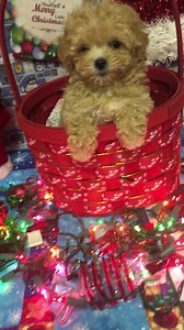 Click open the SiteMap Directory to find the answer to virtually every question you can think of about us and our contact information. www.TexasTeacups.com | Teacup And Toy Pets Boutique - Puppies & Pet Supplies | Facebook