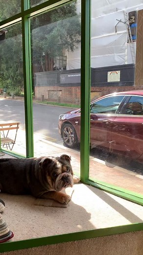 3.6K views · 2.1K reactions | Vinny was back in his other window this morning spreading some love 犯﫶✨ #doglover #doglovers #englishbulldog #bulldog #bully #bullybreed #love | SuperNatural Healing | Facebook