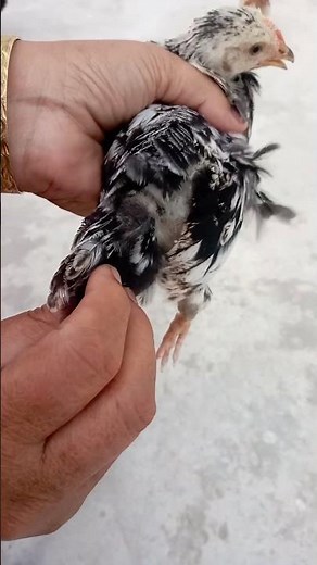 Male or Female Chick? 🐥 Find Out in Seconds!