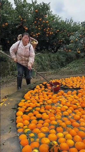 Indian fruits Desi apple