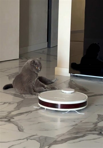 Холлі і пилосос 🥊 #hollythecat #funny #cat #cattok