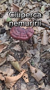 2.3K reactions · 234 shares | **Ganoderma Lucidum**, cunoscut și sub...