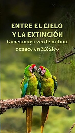 Entre el cielo y la extinción la Guacamaya verde militar renace en México #unam #guacamayaverde