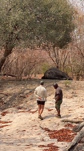 On the way to Kanga Camp, we came across an alarming sight… African Bush Camps Marlon du Toit Tanda Afrika Safari Co #KangaCamp #AfricanSafari #WildlifeEncounter #NatureAdventure #ExpectTheUnexpected | Dr. Melissa Magnuson, The Conscious Vet
