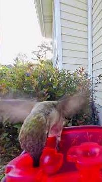 Hummingbird Wings in Slow Motion 🤯 Wait For It | Black-Chinned Hummingbirds