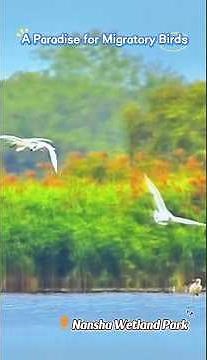 [China Travelogue] Nansha Wetland: A Haven for Migratory Wings