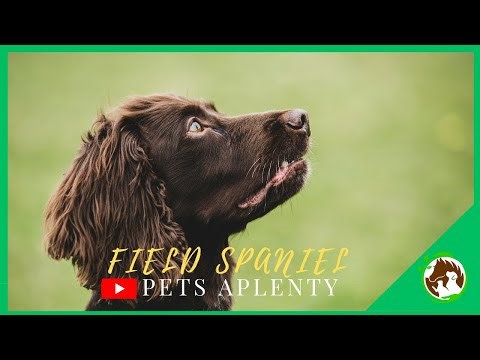 Why the FIELD SPANIEL is a Hidden Gem